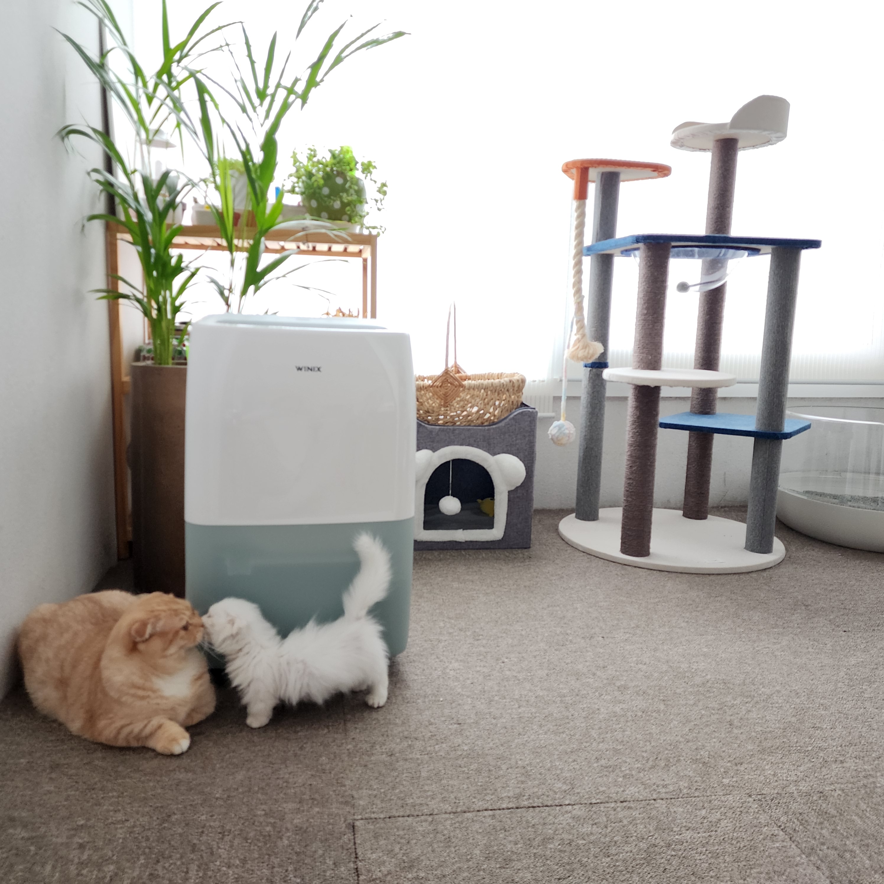 고양이 관련 사랑스러운 촬영합니다. 2