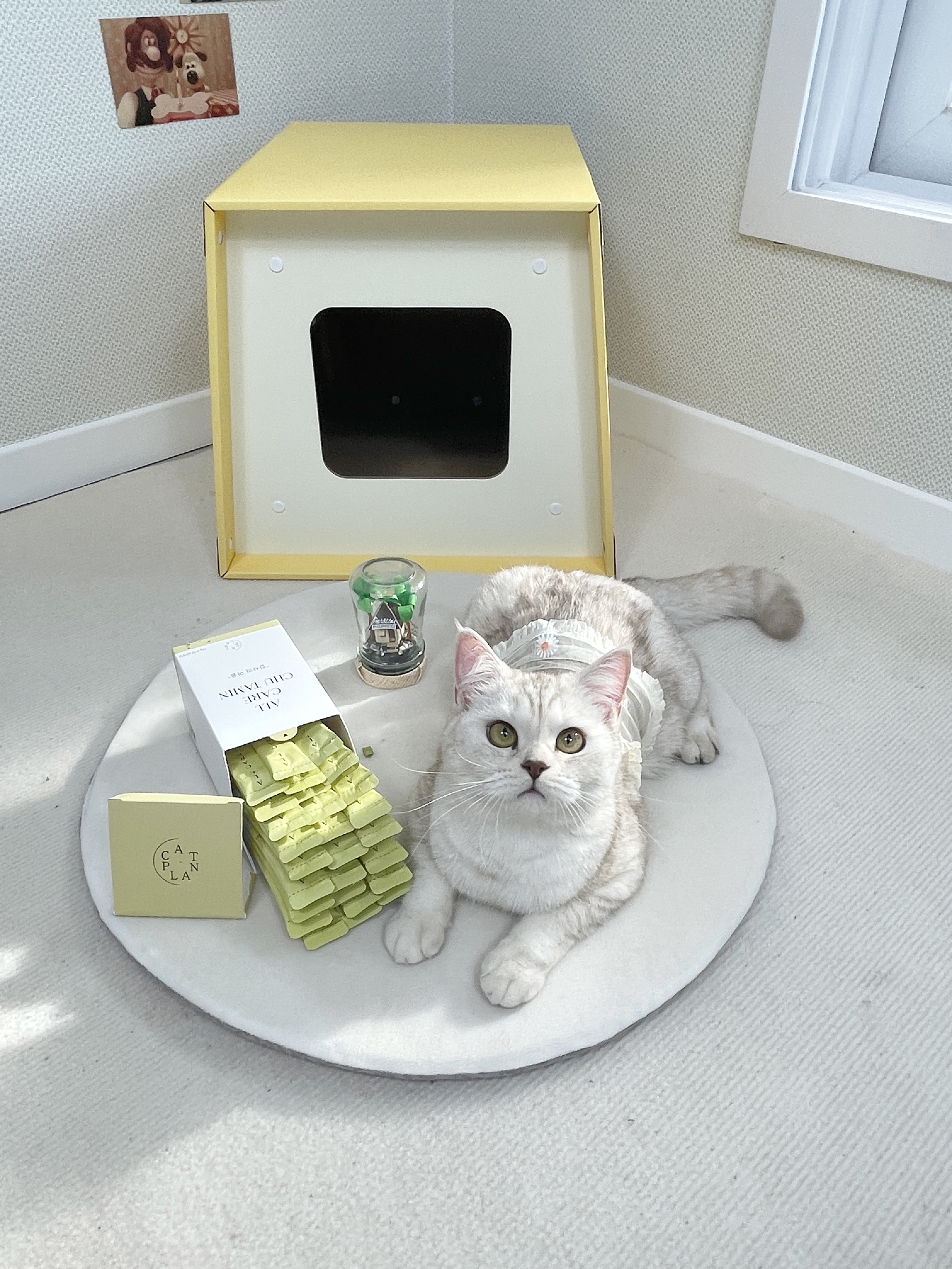 고양이제품촬영 4