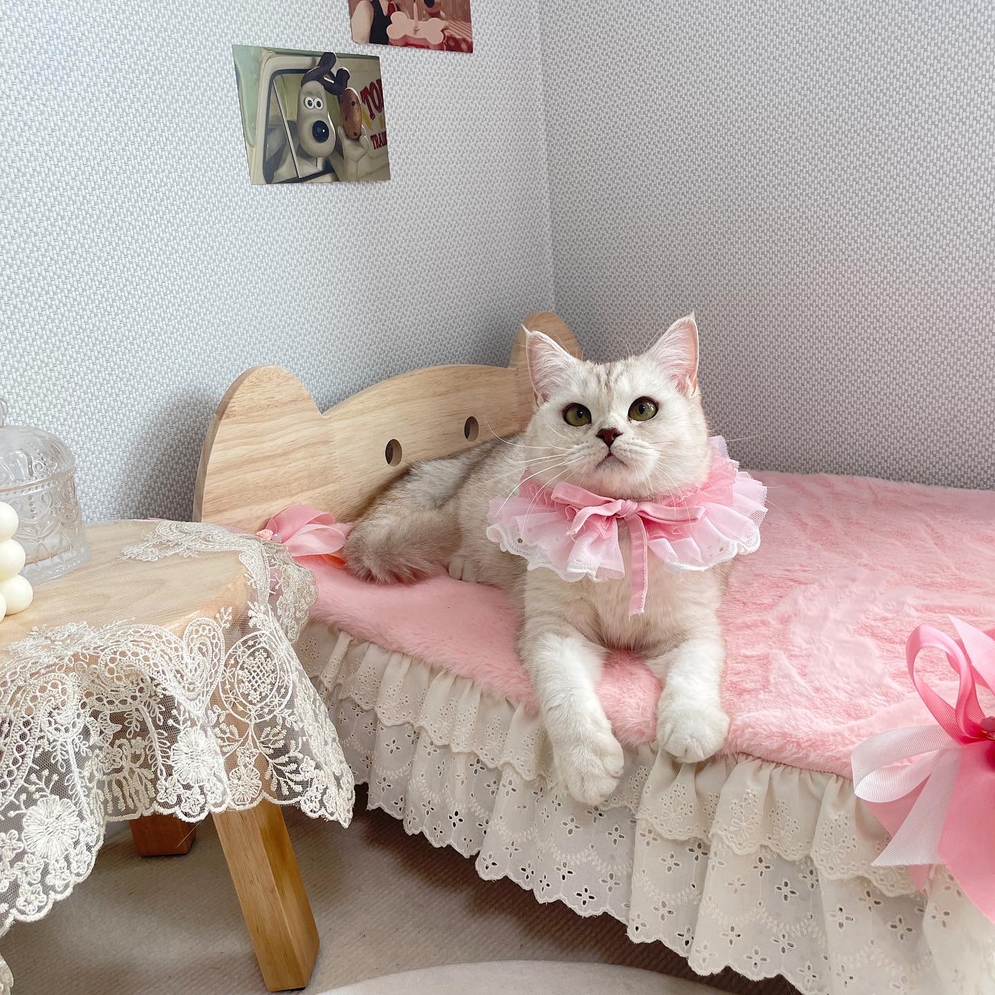 고양이제품촬영 3