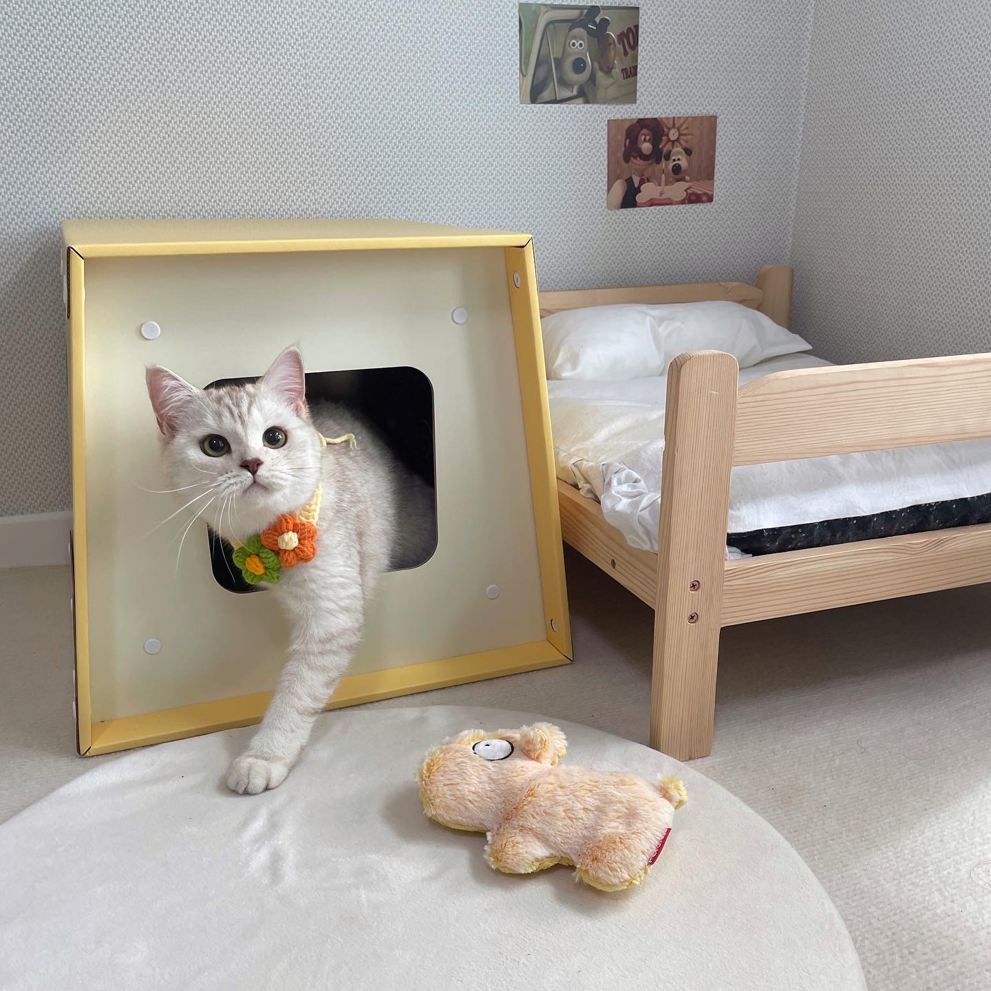 고양이제품촬영 5
