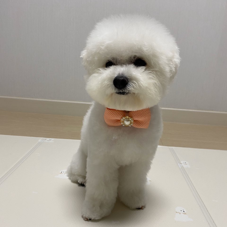 반려동물 촬영 및 반려동물 제품들 컨셉에 맞춰 사진촬영 해드려요! 2